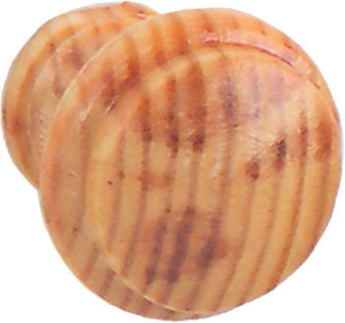 Metafranc  nv TOP HOUT - VERNIST 30MM